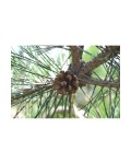 Pinus nigra Brepo / Pierrick Bregeon on shtambe